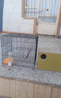 قفس و لانه