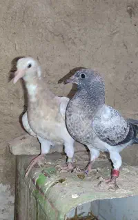 جوجه دونخورشده نسلدار ارزش بالا