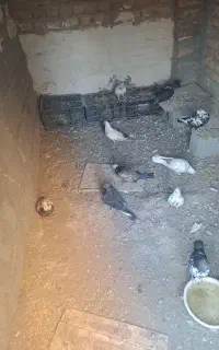 کبوتر