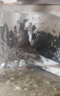 کبوتر مفت