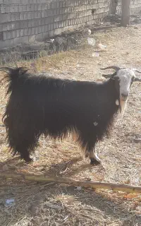 بز بره گوسفند بزغاله میش