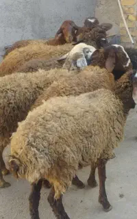 تمام رقم گوسفند جوان