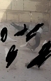کفترگمشده جمعه صبح