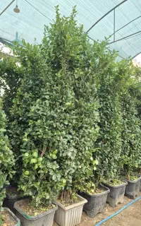 گل یاس هلندی *گلخانه من*