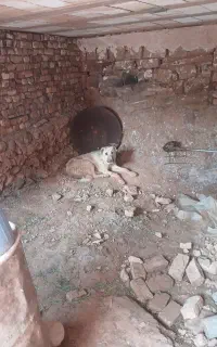 سگ گله