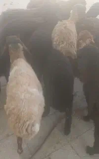 بره