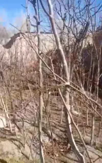 نهال گردو اسرائیلی زیر قیمت