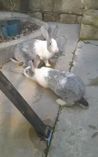 خرگوش نر و ماده سرحال