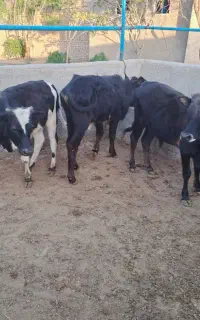 گوساله پرواری نر گیلک و گیل دورگ