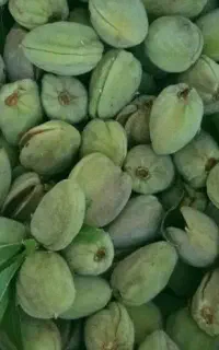 بادام درجه یک مغزداردومغز