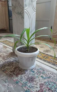 گل  و گیاه طبیعی