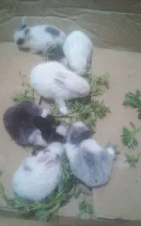 خرگوش