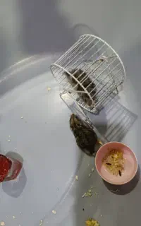همستر کمپل به همراه چرخ‌فلک