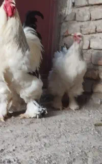 دو جفت برهما اصل