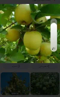 باغ ثمری یه سیب به متراژ سه هزار و صدمتر سند دار