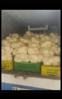 فروش کره گاو داری