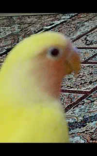 جوجه برزیلی زرد چشم شرابی  و سبز