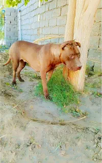 سگ پیت بول ماده
