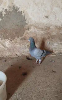 گمشده