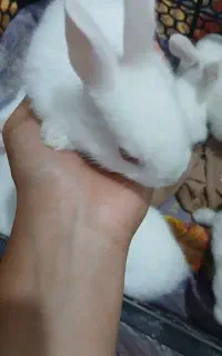 خرگوش