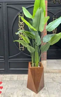 گل پرنده بهشتی