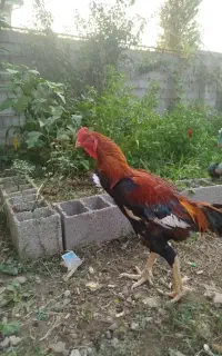 خروس لاری