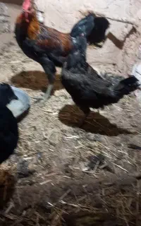 خروس جوان