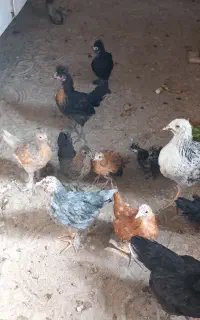 ده تا جوجه مرغ بومی