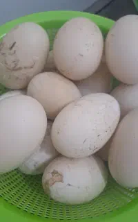 تخم اردک تازه
