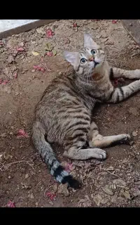 گربه گمشده