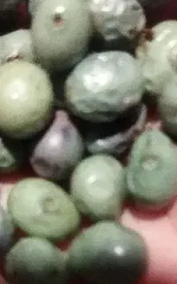 پسته کوهی درجه یک