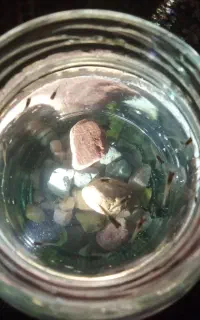 بچه ماهی گوپی