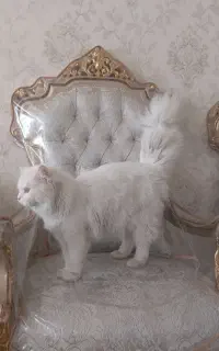 گربه پرشین نر