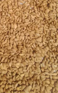 بادام مامایی امسالی خشک شده