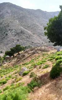 جاشیر کوهی مناسب برای دام
