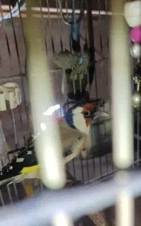 سره رام جوجه قفس گل نارنجی