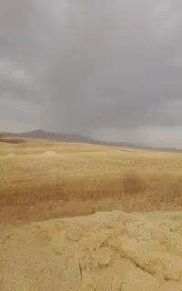 فروش کاه