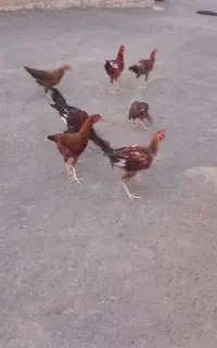 مرغ و خروس