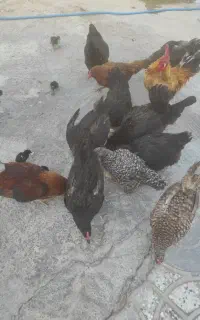 مرغ و خروس