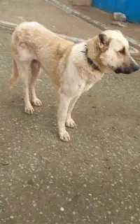 سگ گوسفند