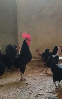 مرغ و خروس