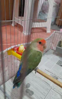 پرنده آوازه خوان