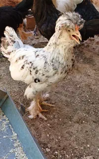 خروس