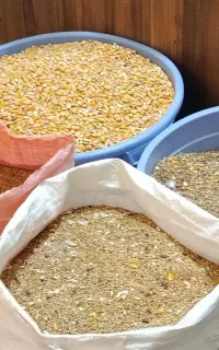 تلافی.خرید و فروش دون پرنده گان زینتی