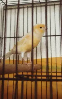 قناری نر جوان درجه1