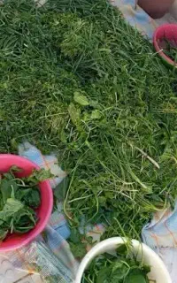 پاک کردن سبزی آشی وقورمه .. تحویل درب منزل