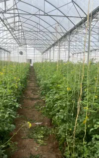 استخدام نیرو گلخانه