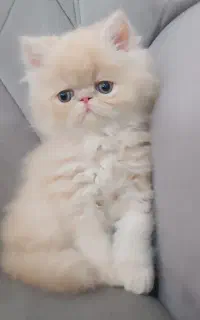 بچه گربه پرشین.
