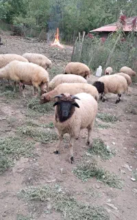 گوسفند نر چاق و چله حدود ۳۵ کیلویی بز