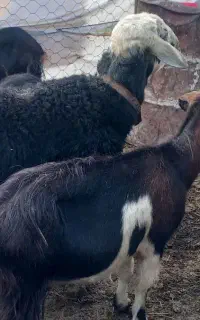 قوچ قره چال